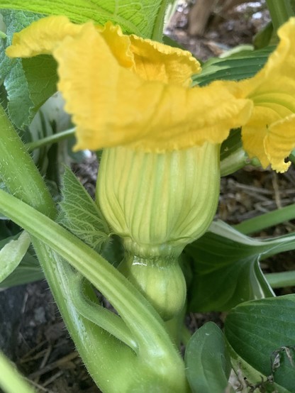 A blooming female pumpkin flower hidden behind the leaves.