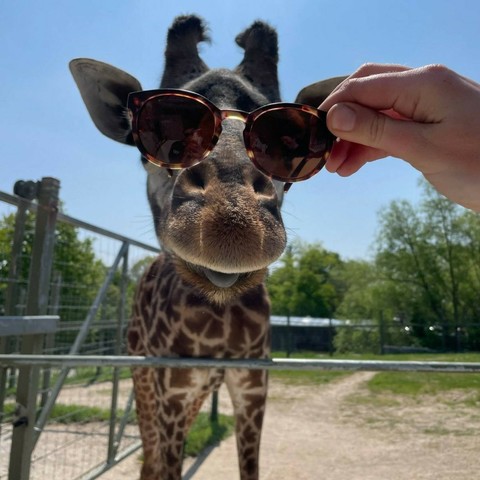 Azure Generated Description:
a giraffe with sunglasses on (47.30% confidence)
---------------
Azure Generated Tags:
outdoor (99.21% confidence)
giraffe (98.94% confidence)
sky (97.53% confidence)
fence (96.09% confidence)
person (95.97% confidence)
giraffidae (91.03% confidence)
tree (86.68% confidence)
standing (83.29% confidence)
holding (73.18% confidence)
ground (72.90% confidence)
zoo (70.38% confidence)
