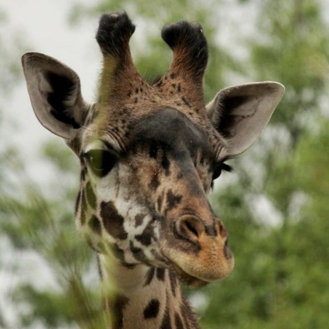 Azure Generated Description:
a giraffe with a large head (34.10% confidence)
---------------
Azure Generated Tags:
animal (100.00% confidence)
mammal (99.99% confidence)
giraffe (99.53% confidence)
outdoor (98.98% confidence)
wildlife (98.53% confidence)
terrestrial animal (98.26% confidence)
tree (96.54% confidence)
giraffidae (95.52% confidence)
snout (84.66% confidence)
standing (79.62% confidence)
looking (62.66% confidence)
head (60.28% confidence)
