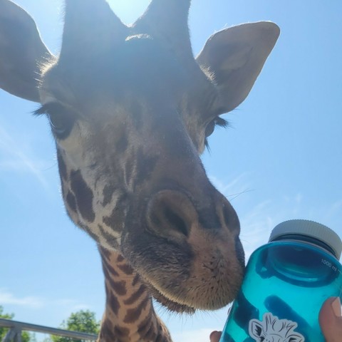 Azure Generated Description:
a giraffe drinking from a blue bottle (50.77% confidence)
---------------
Azure Generated Tags:
sky (99.47% confidence)
giraffe (99.24% confidence)
outdoor (97.45% confidence)
giraffidae (91.67% confidence)
person (79.05% confidence)
standing (72.58% confidence)
