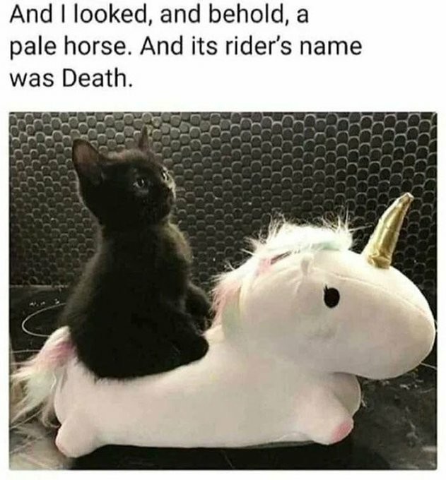 "And I looked, and behold a pale horse.
And its rider's name was Death."

A black kitten sitting (very seriously) on a white plush unicorn.