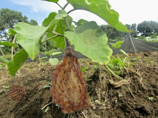 An eggplant, still on its plant, fried by the scorching heat of the sun.