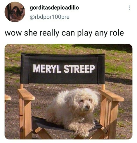 Post by Twitter user @rbdpor100pre. A photo of a little dog sitting on a director's chair with Meryl Streep's name on it. Caption says "wow she really can play any role".