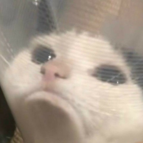 A really sad cat wearing an elizabeth collar.
