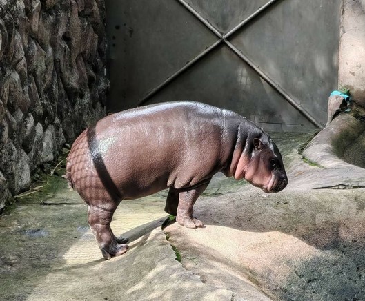Moo Deng the pygmy hippo, but the wire fences cast a shadow on their butt so it looks like they are wearing fishnet stockings.