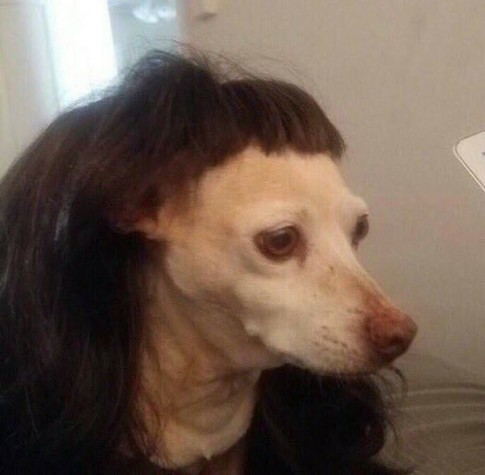 A small dog stares blankly while wearing a black wig with short, uneven bangs. It looks tired and slightly concerned, as if processing something it didn’t sign up for.