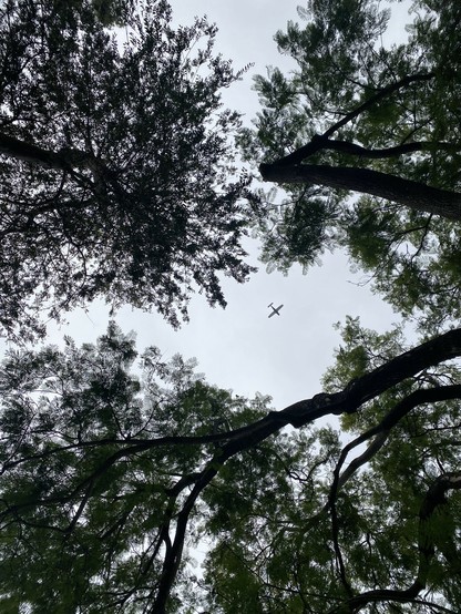 Photo taken lying down looking up through two jacarandas at a gloomy gray blue sky.In the open space in the canopy is a small engine propeller airplane (a balsam model outline)