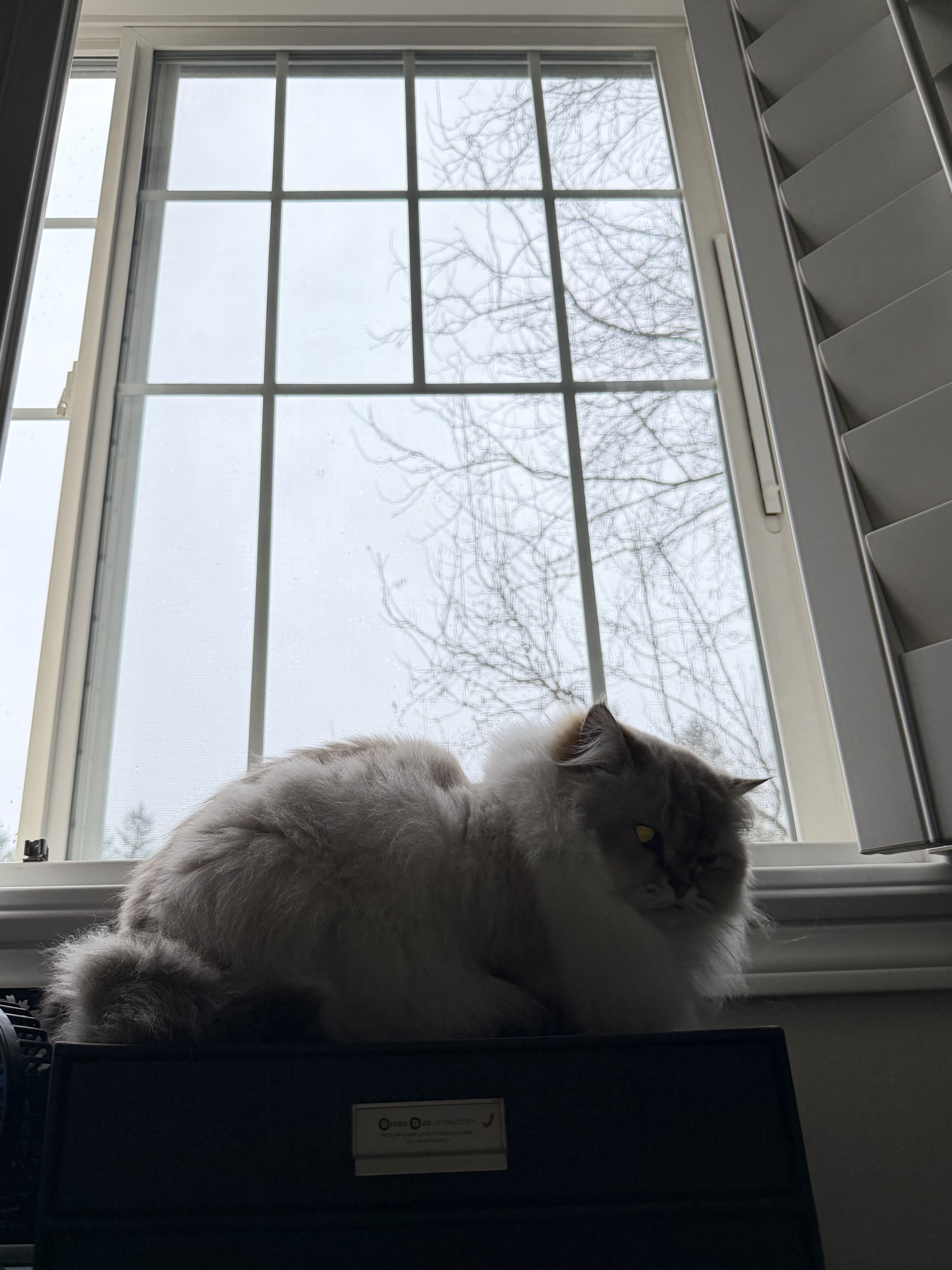 Shadowy fluffy white cat with reflecting silvery eye sitting in a loaf below a very wuthering window full of clouds, rain and tree branches.