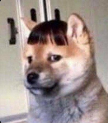 Tired dog with straight bangs.