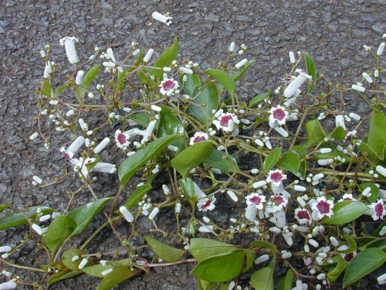 Paederia foetida (flowers and leaves). Location: Maui, Makawao. (Image from Wikipedia)
