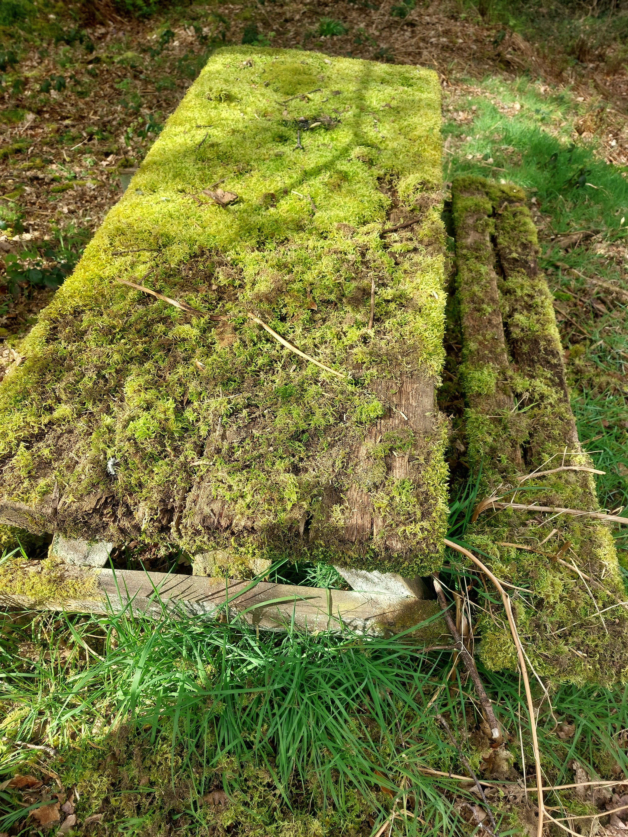 A picnic table covered in thick green moss on  the table top and visible bench. Any exposed wood is very weathered. The ground is covered in a mixture of grass and leaf litter.