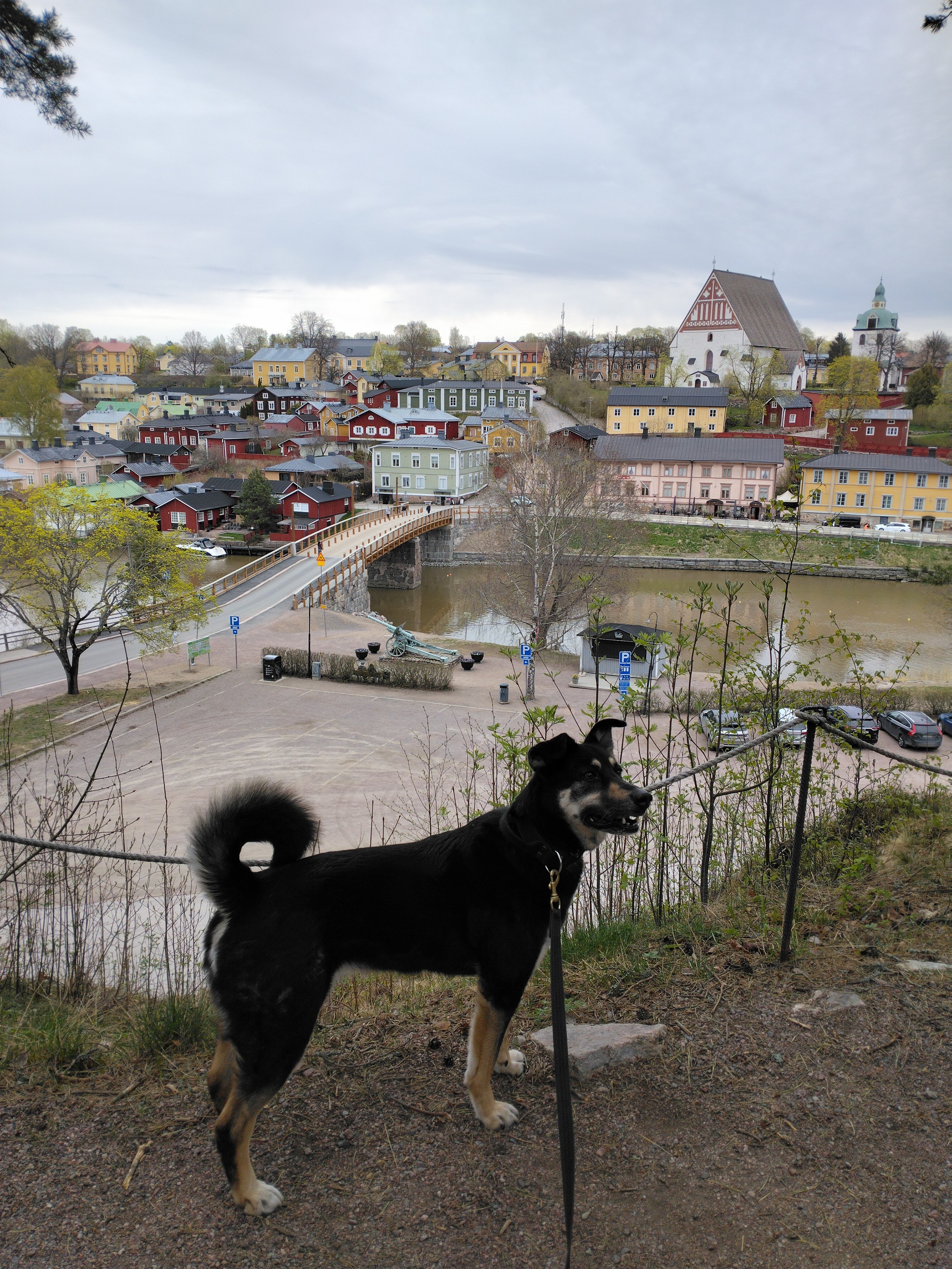 Koira seisoo yhdellä Näsinmäen näköalapaikoita katsoen jonnekin ylemmäs mäkeen. Taustalla näkyy Porvoonjoki, uusi Vanhasilta sekä vastarannalla Vanhaa Porvoota Tuomiokirkkoineen.