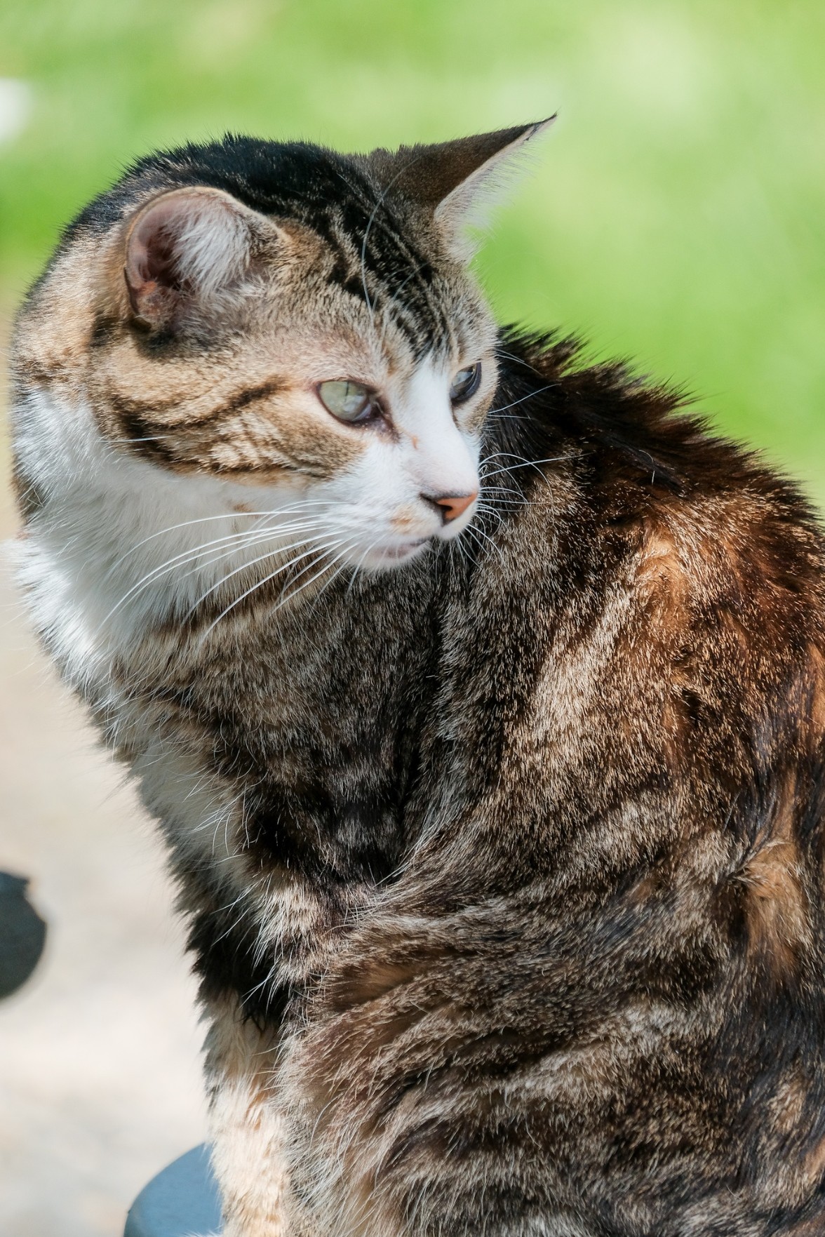 Bodhi Cat likes to sit in the sun and observe the world. Often he is deep in thought. We may never know the richness of a cat's inner life, but I like to contemplate it.  

Fujifilm X-H1 Classic Chrome
