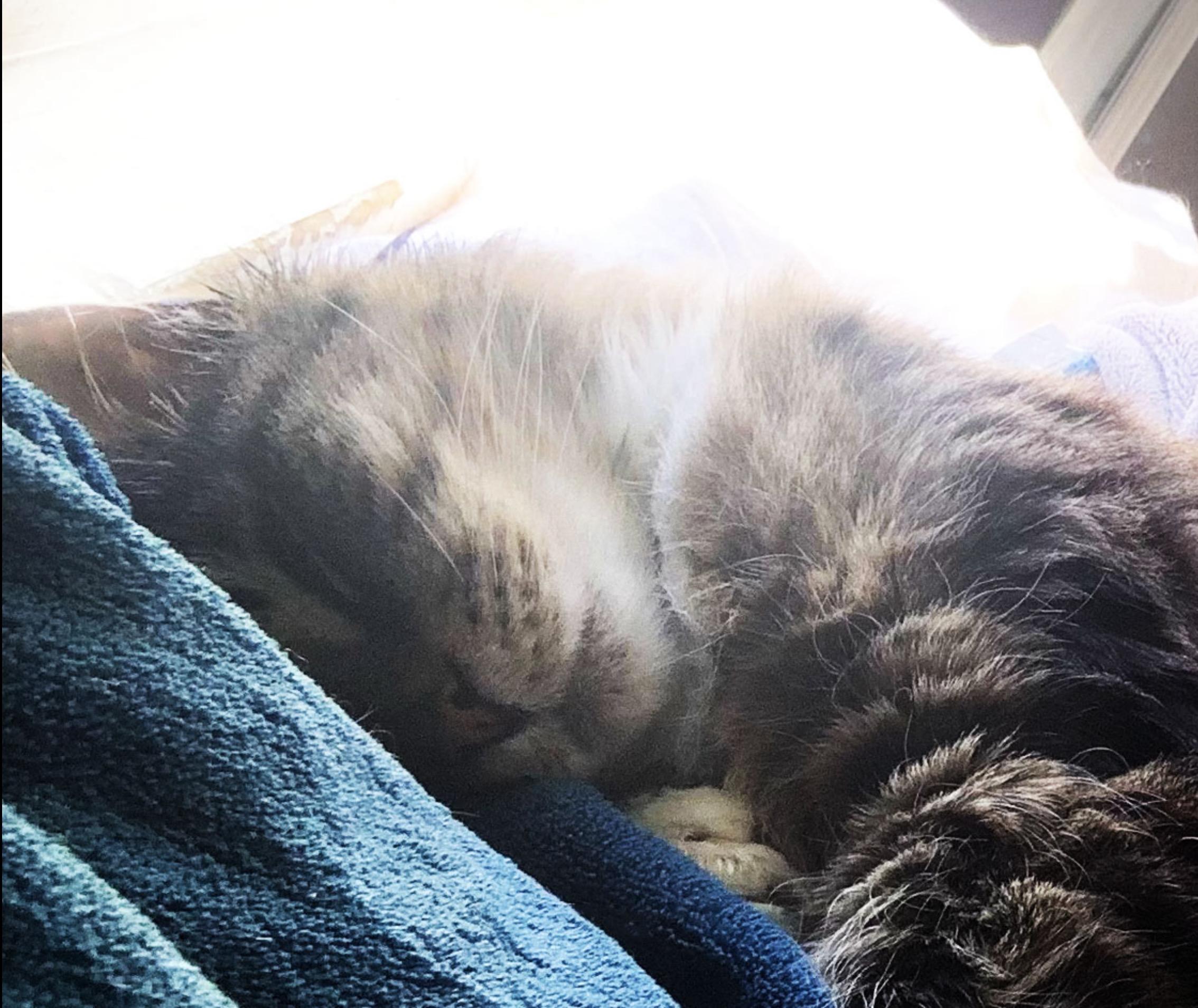 A sleeping Fred in a sunbeam