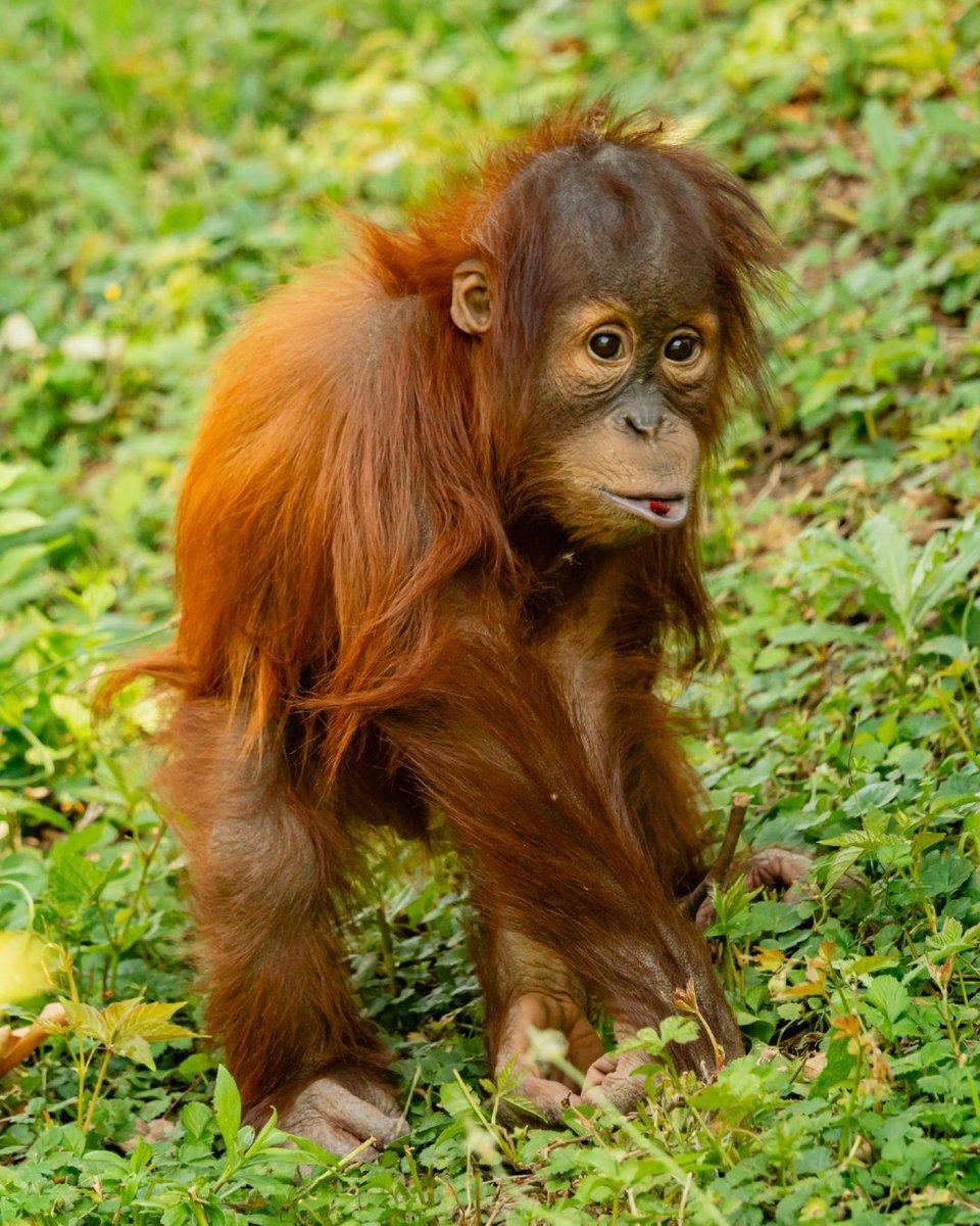In a lush, green forest, a young orangutan stands as the main subject of the image. The orangutan has long, vibrant orange fur and appears to be walking or climbing along the edge of a forested hill. Its arms are outstretched as it looks over the grassy area. The background of the image is filled with verdant trees, providing a serene and natural setting for the scene.