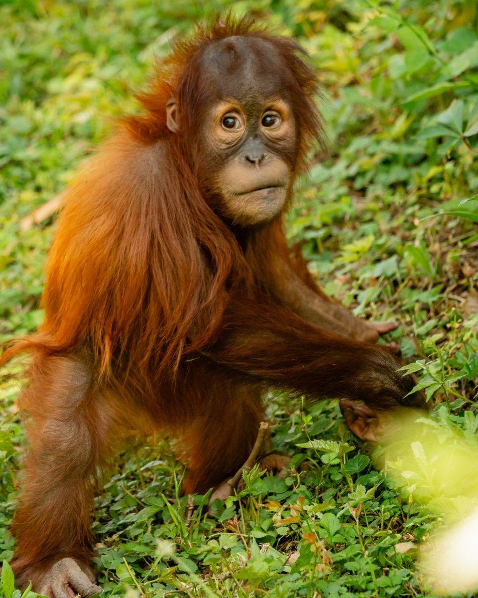 The image captures a young, curious orangutan in a lush, green environment. The orangutan stands upright on its hind legs, facing the camera and with its arms raised as if in a gesture of exploration or play. The orangutan's brown fur, slightly matted, contrasts with the vibrant green grass. The setting appears to be a forest, with other plants visible in the background, adding depth to the scene.