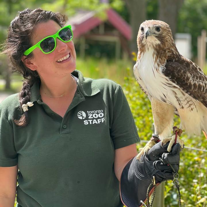 In the image, a person is seen wearing sunglasses and holding a large hawk on their arm. The person, who is wearing a green shirt, seems to be smiling as they interact with the majestic bird. The bird appears to be calm and well-behaved, allowing the person to comfortably hold it on their arm. The background features some bushes, and there is a building visible in the distance.
