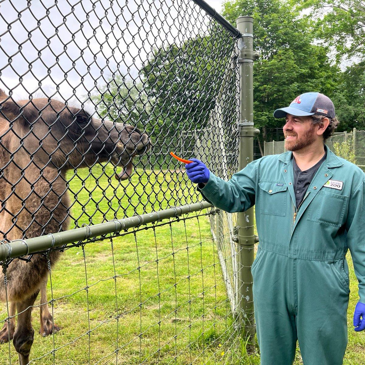 A man in a green jumpsuit, blue gloves, and a blue hat stands next to a fence, holding an orange object and pointing it at a camel with a brown body, located on the other side of the fence.