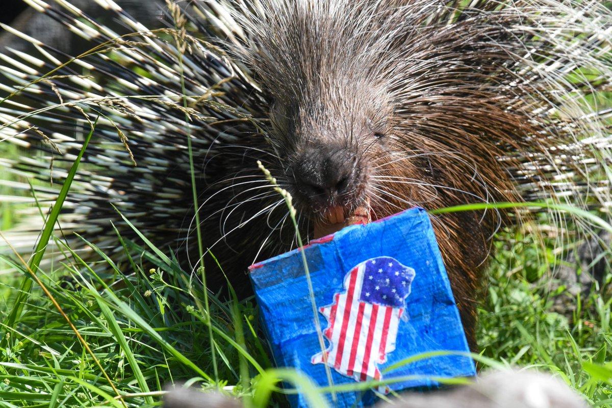In the image, there is a porcupine holding a small American flag. The porcupine is standing on a grassy area and appears to be in a natural environment. The flag on the porcupine's back features the iconic stars and stripes of the United States. The porcupine's attention is focused on the flag, making it a unique and interesting sight.
