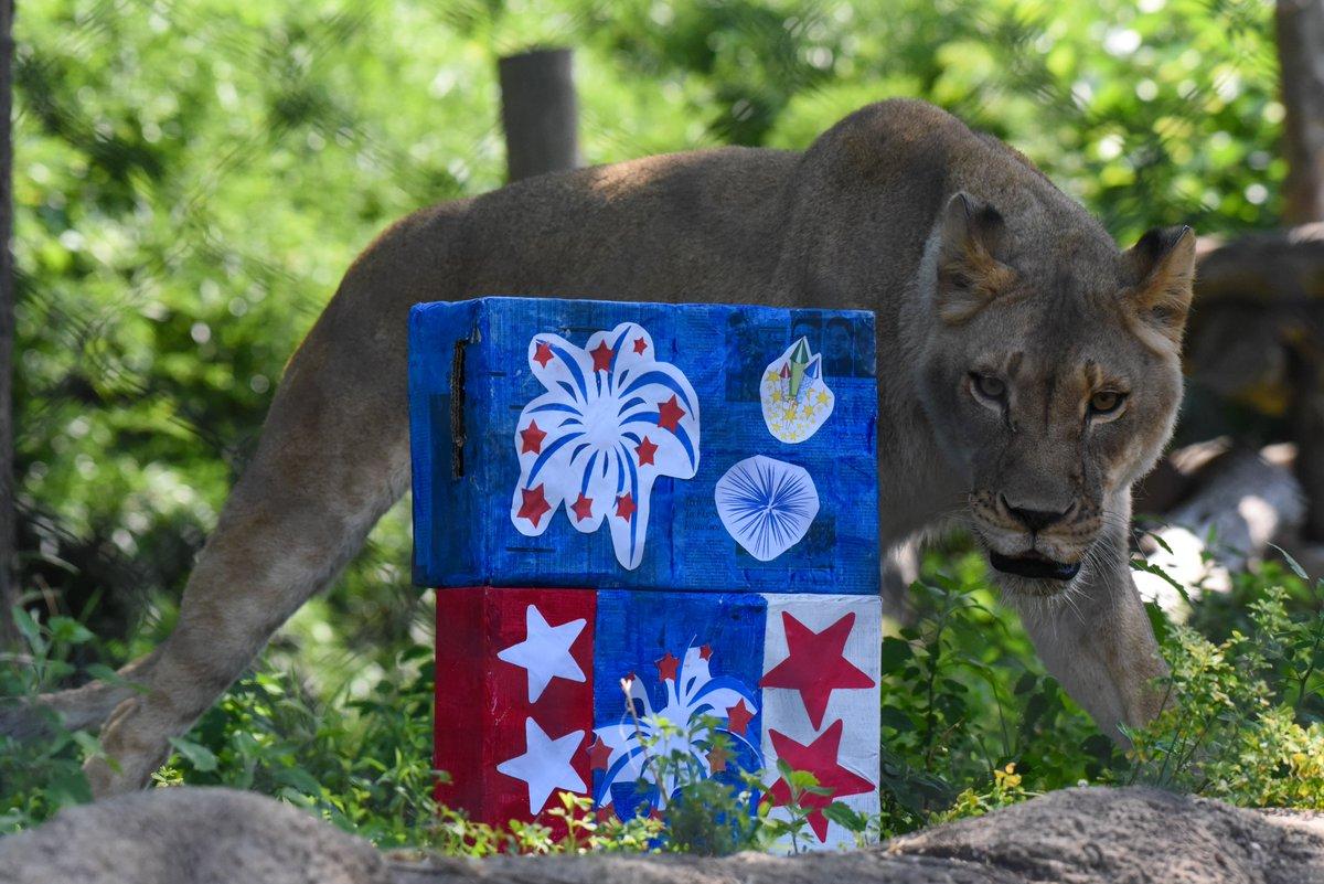 In the heart of a verdant forest, a majestic lion stands on a small rock, its gaze fixed on the camera. The lion's fur is a deep shade of brown, contrasting with the lush greenery of its surroundings. The rock, in this case, is a blue and white checkerboard, adorned with a playful arrangement of red, white, and blue stars on its sides. In the background, a tree trunk can be seen, adding to the serene atmosphere of the forest. The lion's curious expression and its positioning in front of the tree trunk create a captivating scene.