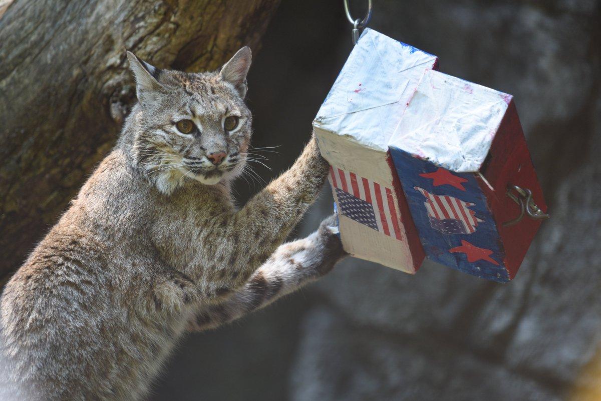 In the image, there is a single bison, likely a bobcat, holding a birdhouse attached to a metal hook. The birdhouse is painted with red, white, and blue colors, and features an American flag design. The cat appears to be displaying a curious or playful demeanor while holding the birdhouse. The setting seems to be an outdoor environment, possibly near a tree or a building.