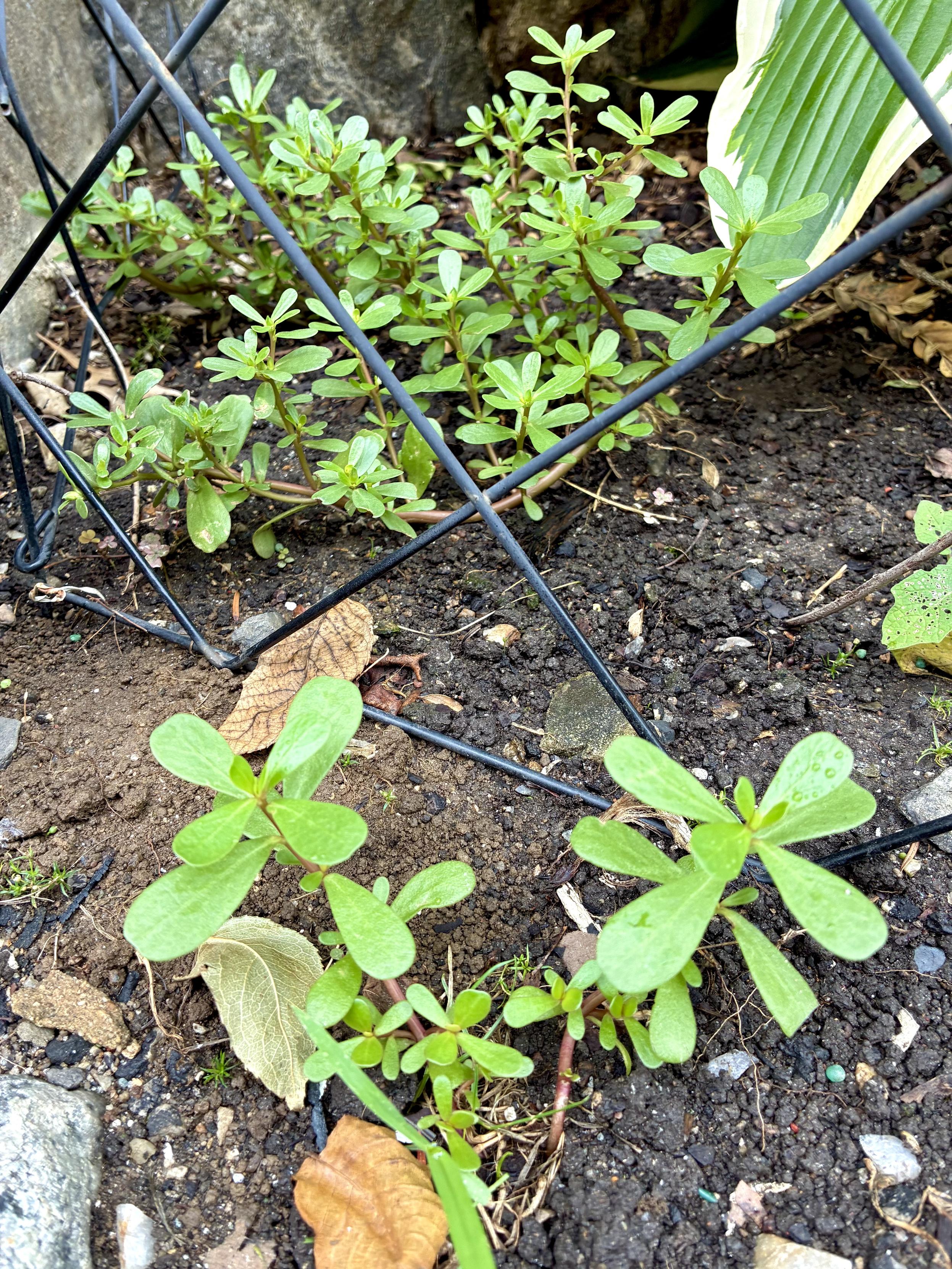 A thriving cluster of common purslane with lush, succulent green leaves growing together.