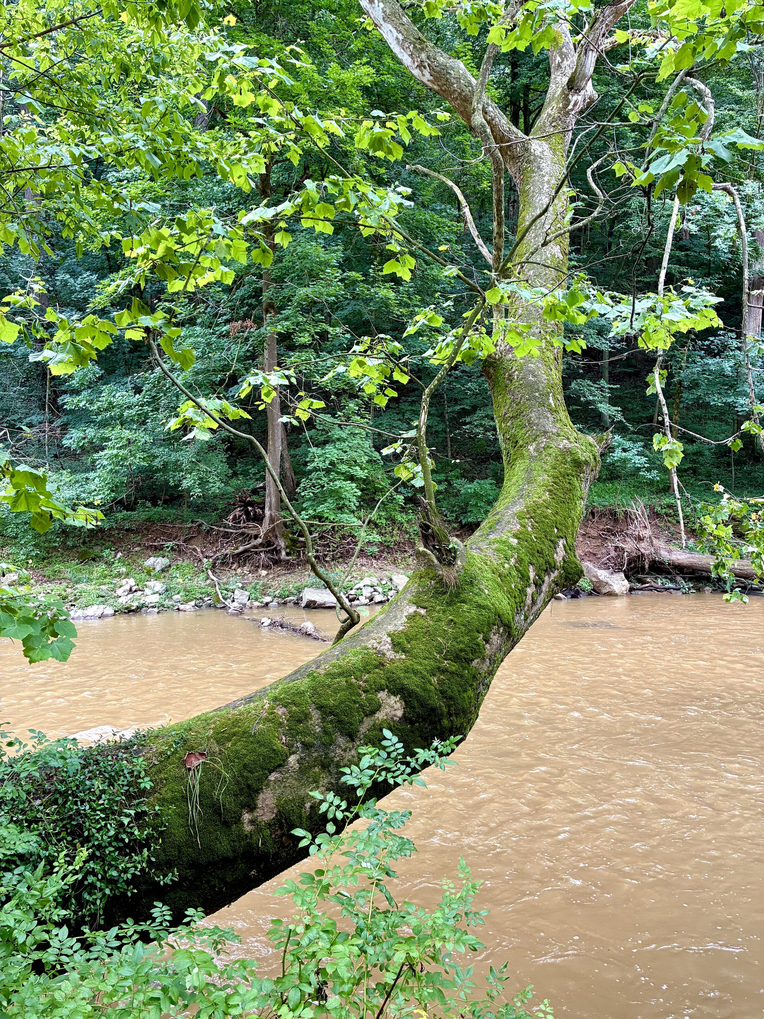 A thick, moss-covered tree stretches almost horizontally over the center of a muddy creek, its tip reaching upward despite the fast-moving current below after a heavy rain.