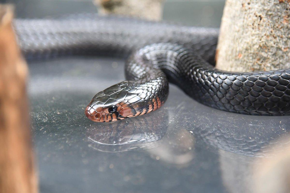 In the image, there is a black snake resting on a gray surface. The snake is curled up, with its head turned towards the left side of the frame, giving us a detailed view of its body. The snake appears to be in a relaxed state, as it takes up a significant portion of the image from the left to the right side. The background is blurred, drawing the focus towards the snake and creating a striking contrast with the gray surface on which it rests.