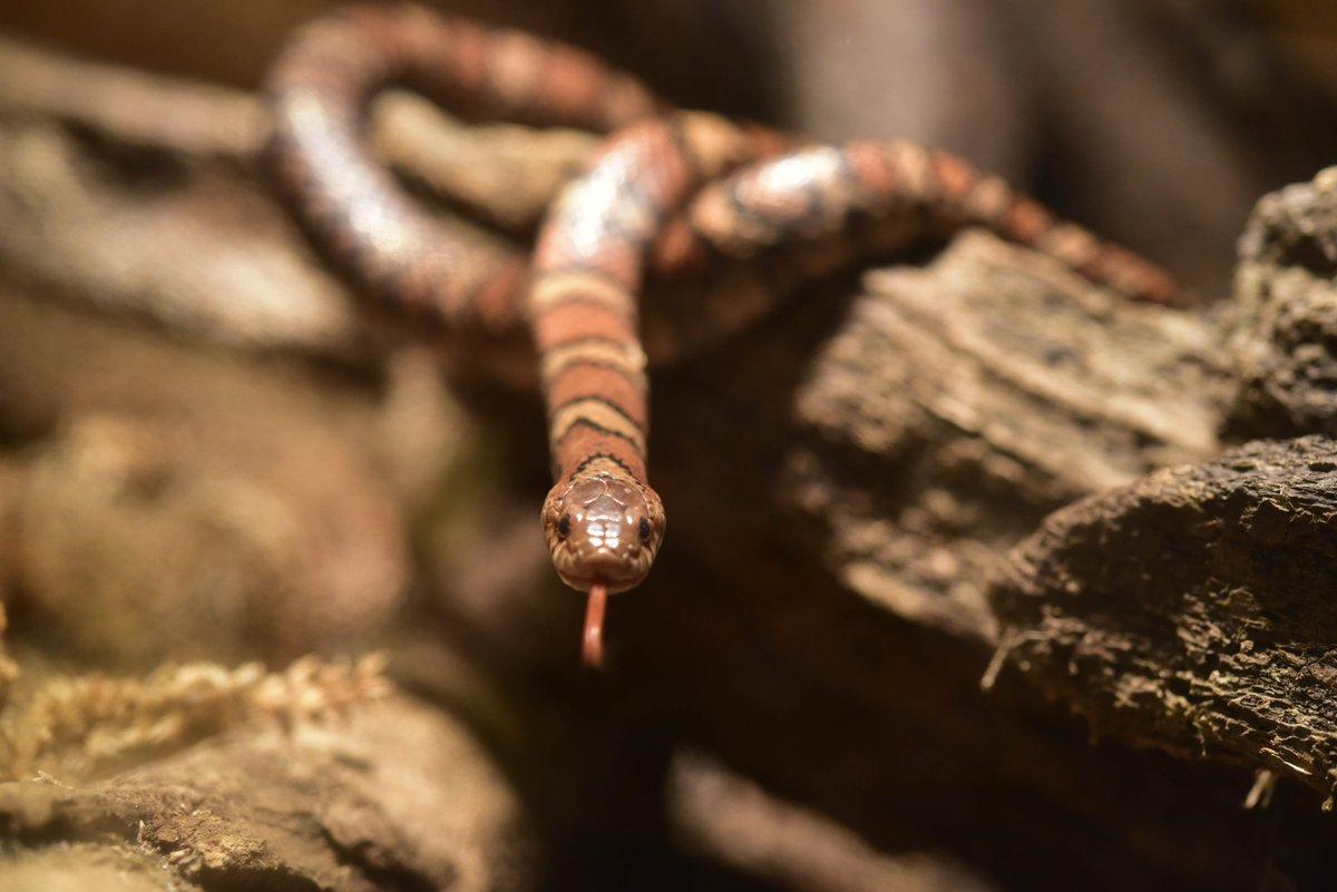 The image shows a close-up view of a brown snake, possibly a corn snake, resting on a rock. The snake's body is coiled, and it appears to be resting on a small rock. The snake is facing towards the right side of the image, giving a sense of depth to the scene.