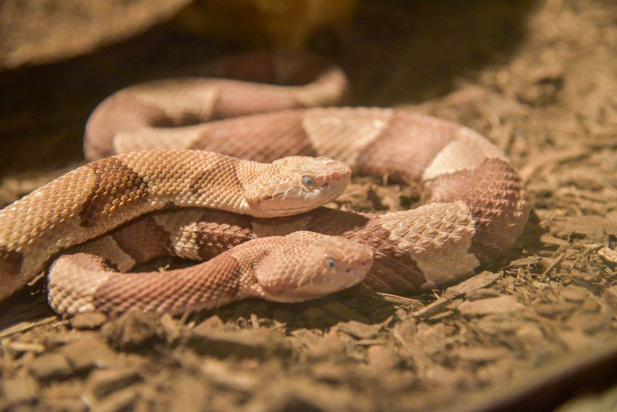 The image captures two snakes, their skin displaying a brown and white color pattern. One of the snakes is positioned closer to the top of the image, while the other snake is located closer to the bottom. The snakes appear to be resting or coiled up, possibly waiting to slither away. The ground beneath them consists of dried leaves, providing a natural environment for the snakes.