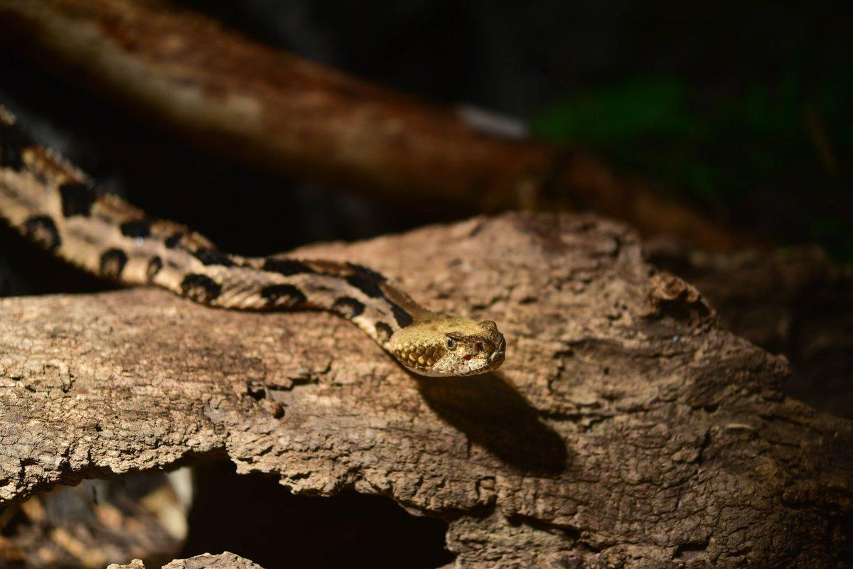 In a dimly lit room, a snake is perched on the edge of a mossy log, its body blending with the rough, brown bark. The snake's head is turned to the side, as if surveying its surroundings, and its eyes are open, revealing its sharp gaze. The room is quiet, with the snake and log being the main focus of this scene.
