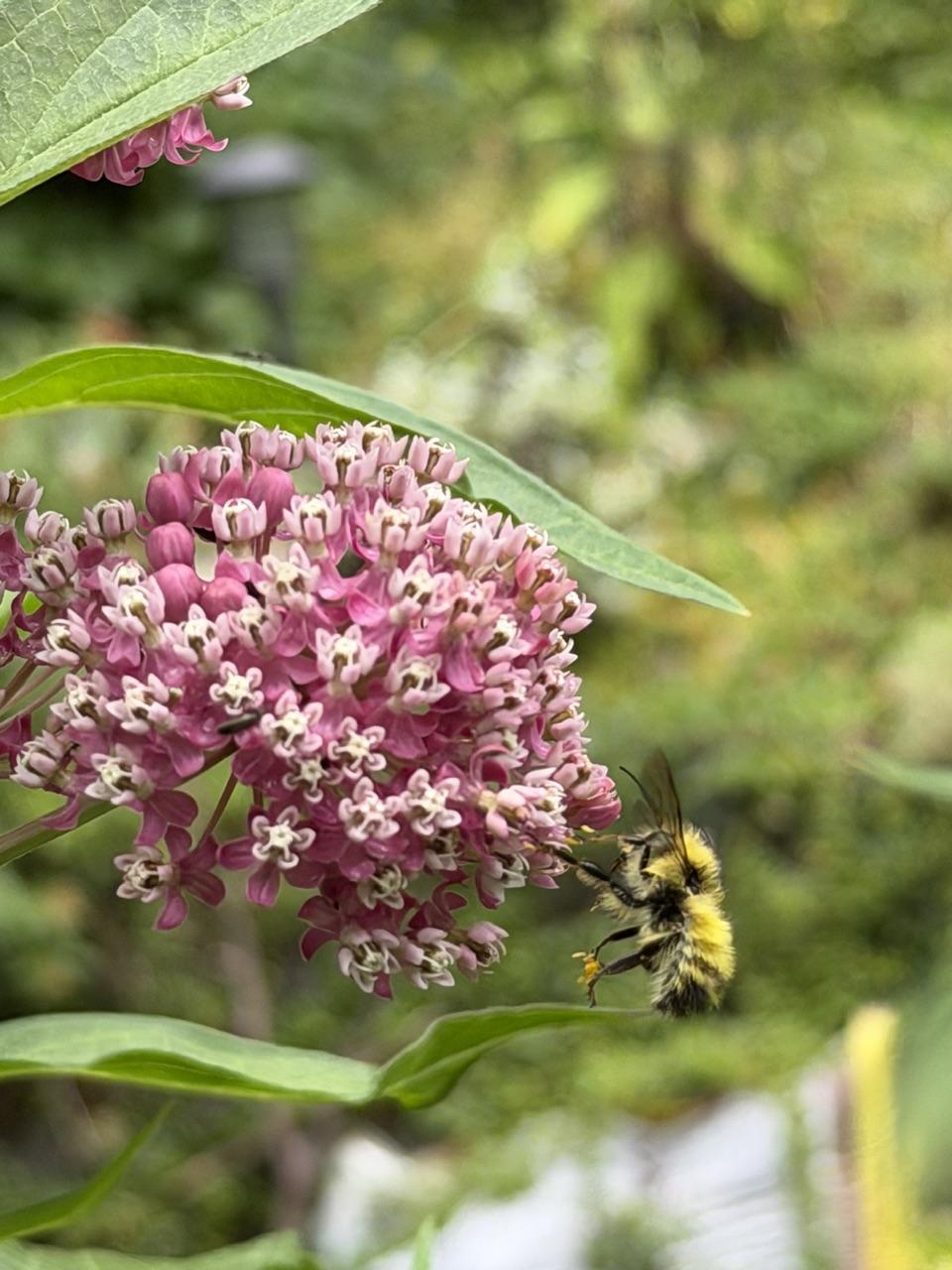 Close picture of a clump of many small pink and white flowers with a fluffy black and yellow bumblebee checking the edge on the bottom right.