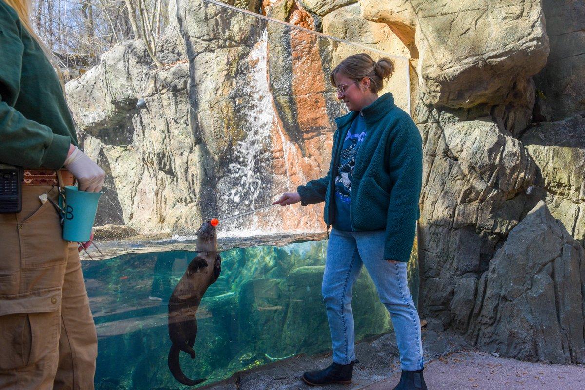 The image captures a moment at a zoo, where a woman is interacting with a brown otter in a large, outdoor enclosure. The otter is swimming in a pool of water and appears to be engaged in play. The woman, dressed in a jacket and jeans, is positioned on the right side of the image, with her arm outstretched to the otter's back.

In the background, there is a rocky cliff, adding to the scenic atmosphere of the zoo. Several other people can be seen scattered around the area, possibly enjoying the presence of the otter or observing the scene.