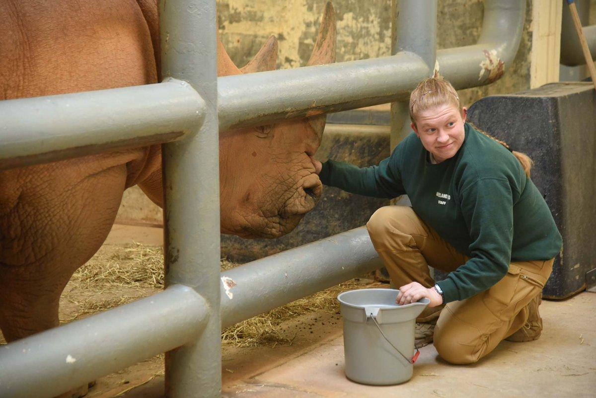 In the image, a man in a green shirt and khaki pants is interacting with a rhinoceros. The rhinoceros is standing behind a metal fence, with its head lowered to a gray bucket held by the man. The man is bending over and touching the rhinoceros, possibly feeding it. The scene suggests a unique and somewhat unexpected encounter between a man and a wild animal.