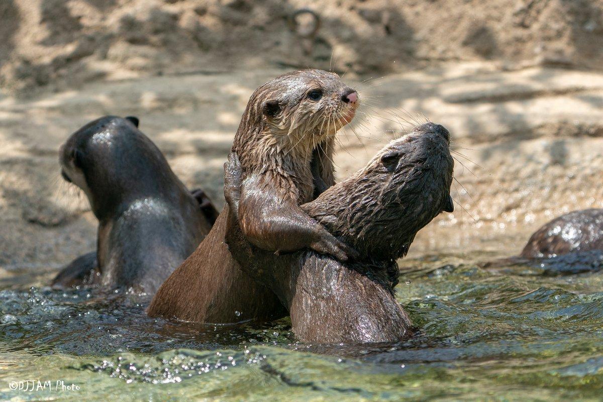 In the image, a group of otters is frolicking in a body of water. There are two larger otters in the water, with one of them having its head above the other, and the other one holding its head near the other otter's body. A few smaller otters are also in the scene, swimming around the larger otters. The water appears to be a mix of shades of brown, reflecting the natural environment where these otters are playing. The otters' playful and energetic actions make the scene a captivating image of wildlife in its natural habitat.
