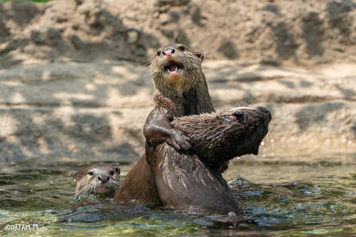 In a body of water, two otters are seen swimming and interacting. One otter is standing on top of the other, which is partially submerged in the water. The water is a mix of light and dark blue, creating an aquatic backdrop for the otters' playful behavior. The scene appears to be set within a zoo, as the otters are in an enclosed aquatic area that appears to be a pool or a large pond, rather than a natural habitat.