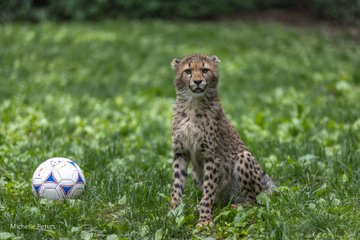 In a verdant field, a brown and white cheetah sits attentively, facing the camera. A soccer ball and a soccer net are placed in front of the cheetah, indicating a playful or perhaps a competitive context.