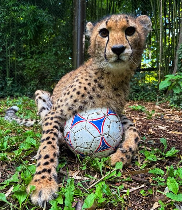 A brown and black spotted cheetah is sitting on the ground with its legs crossed and a white and blue soccer ball positioned on its chest. The cheetah appears to be in a relaxed position, with its eyes focused on the camera. The background features a lush green tree, providing a natural setting for the scene.