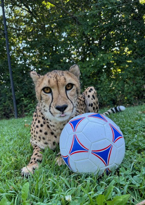 A brown and white cheetah is comfortably lying on a lush green lawn, gazing directly into the camera. The cheetah is holding a blue and white soccer ball, which it appears to be examining with interest. The cheetah's relaxed position and the soccer ball positioned near its nose suggest a sense of curiosity and playfulness.