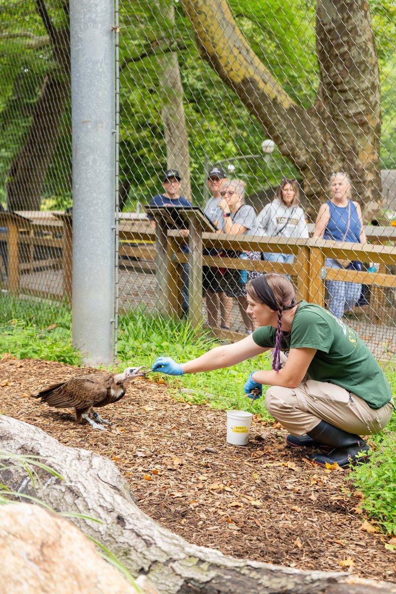 In the image, a woman dressed in a green shirt and a hat is feeding a bird of prey while a man in a black shirt watches the interaction. They are in a setting that appears to be a zoo or a wildlife park, with several people gathered to observe the event. A fence encloses the area where the woman and the bird are, creating a safe environment for both the people and the bird.