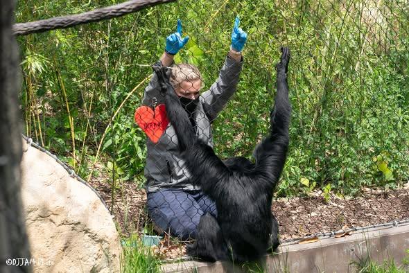 In the image, a woman is seen engaging with a black gorilla in a lush, green environment. The gorilla is in the foreground, and the woman is seated on the ground, pointing towards the gorilla. She is wearing blue gloves. The setting is an enclosed area filled with green vegetation and a rock formation in the background.