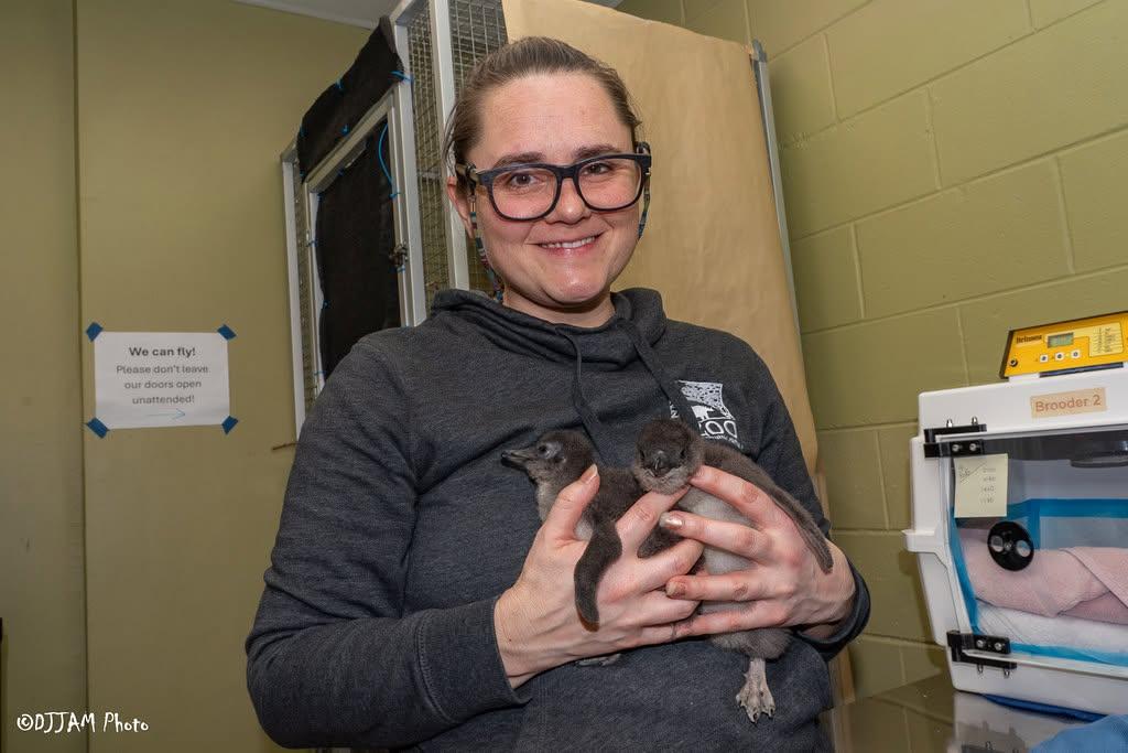 In the image, a woman with glasses is standing in a room, holding two small penguin chicks in her arms. She is smiling, indicating her happiness and enjoyment in taking care of the birds. The room has a simple and minimalist design, with a beige wall as the backdrop.

The presence of a chair can be seen in the background, suggesting that the room might be a living space, a common area, or a workspace. The overall atmosphere of the image is that of a nurturing and caring environment for the penguin chicks.