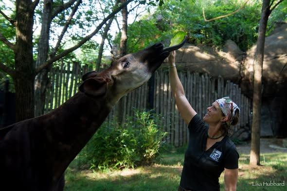 In a zoo, a woman is feeding a giraffe from the other side of the fence. The giraffe, with its long neck and head reaching up, appears to be enjoying the treat. The woman is standing to the side of the fence, guiding the giraffe towards her. The giraffe's position allows it to eat leaves from the tree behind the fence. The image captures the beauty of wildlife and the unique interaction between humans and animals.