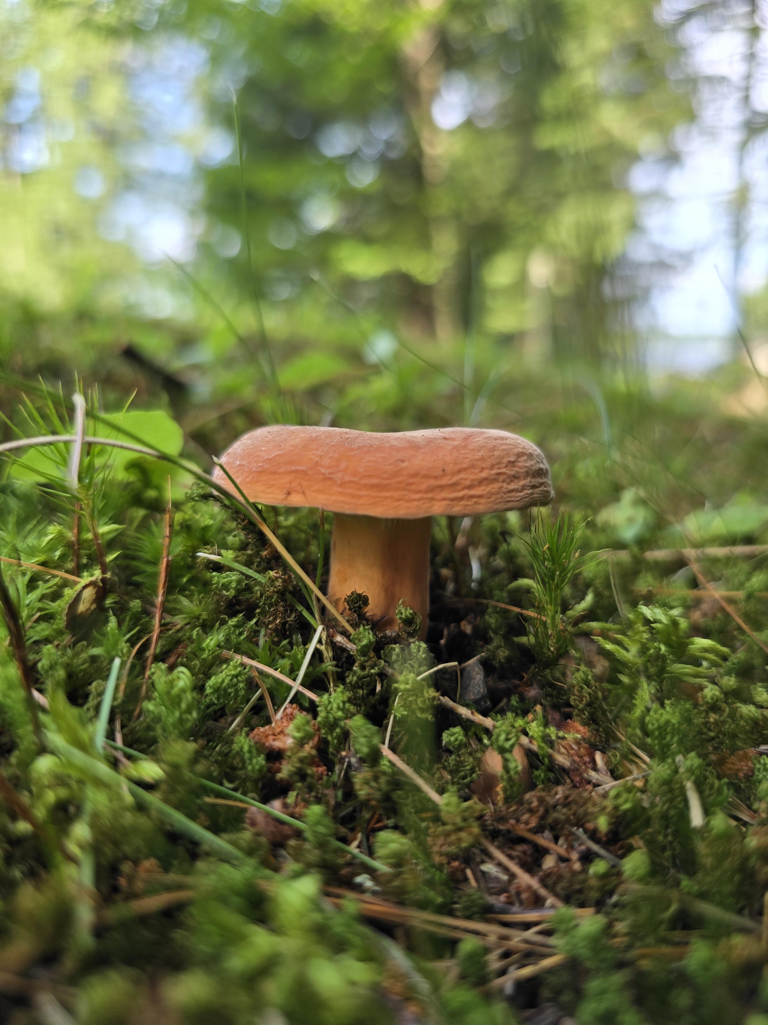 A very small cinnamon colored mushroom with a thick nearly flat cap. The stem is short and stout. It is surrounded by moss and pine needles. No drama at all to this mushroom, it just showed up to do its thing.