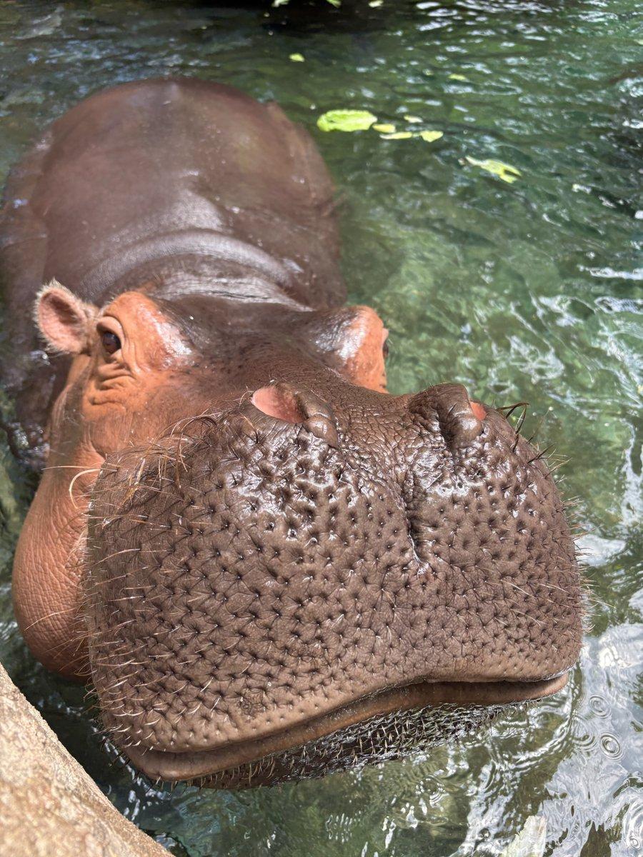 In the image, a brown and gray hippopotamus is floating on the surface of a body of water. The hippopotamus is positioned towards the left side of the frame, facing towards the viewer, with its distinctive head prominently displayed. The water is a greenish-blue color, and the hippopotamus is surrounded by a rocky outcropping on one side of the image.