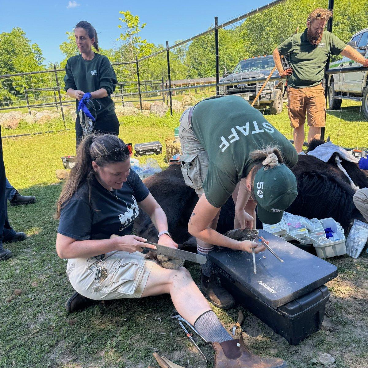 In a grassy field, a group of people are engaged in various activities, including working with a horse. One woman in a green shirt and black hat is kneeling on the grass, carefully using a tool to trim the horse's hooves. Another person is sitting on the ground, likely assisting or observing the process. A third person can be seen standing nearby, possibly a trainer or caretaker. In the background, a truck is visible, indicating that this field may be a stable or equine care facility.