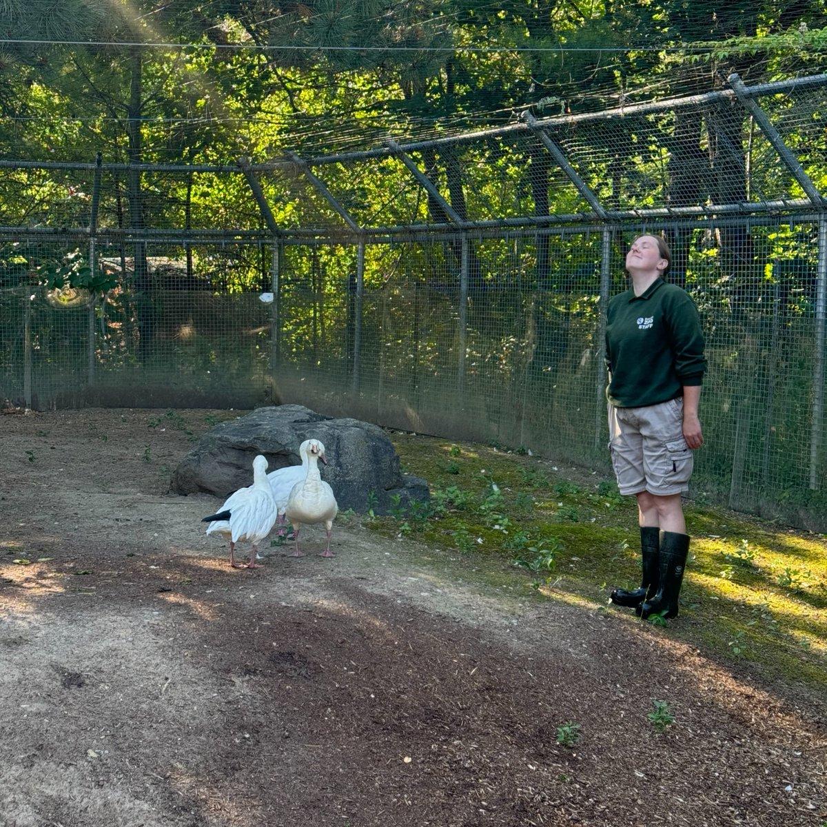 In a zoo enclosure, a person in a green shirt and black boots stands and gazes upwards at two white ducks and a large rock. The ducks are standing on a patch of dirt, while a wire fence separates the enclosure from a lush, green forest. The sky is clear and blue, creating a serene atmosphere. The person appears to be enjoying the sight of the ducks and the surrounding natural beauty.