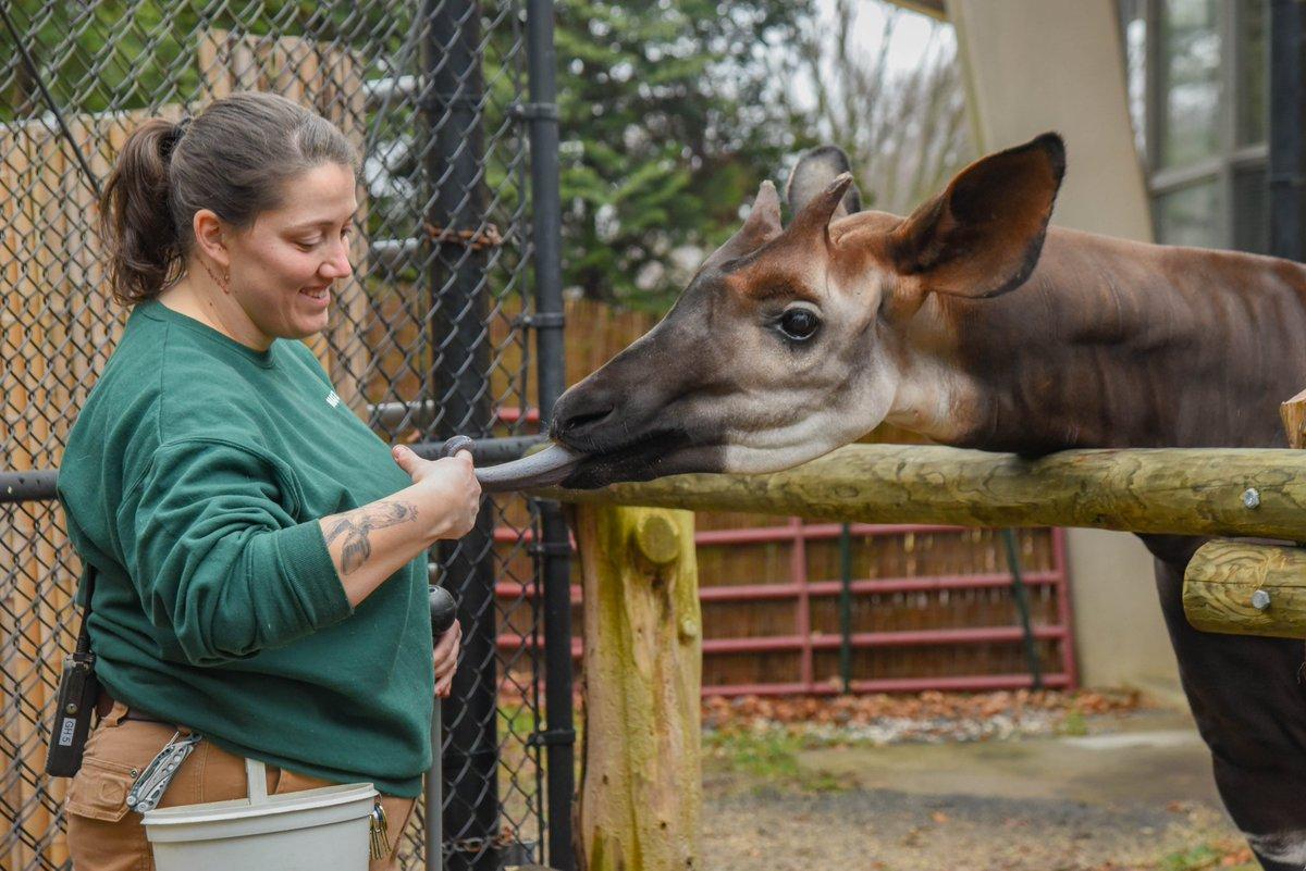 Description Provided by @marylandzoo: 
Keeper with Okapi