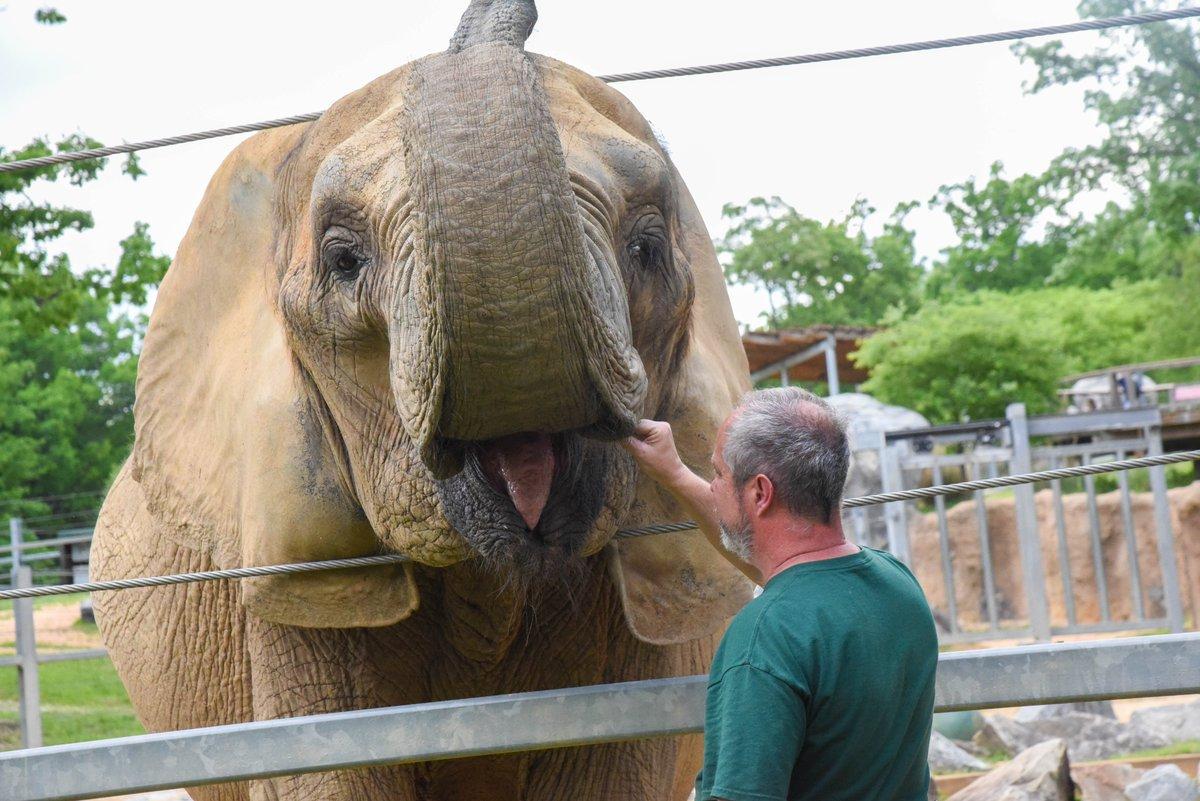 Description Provided by @marylandzoo: 
Keeper with elephant