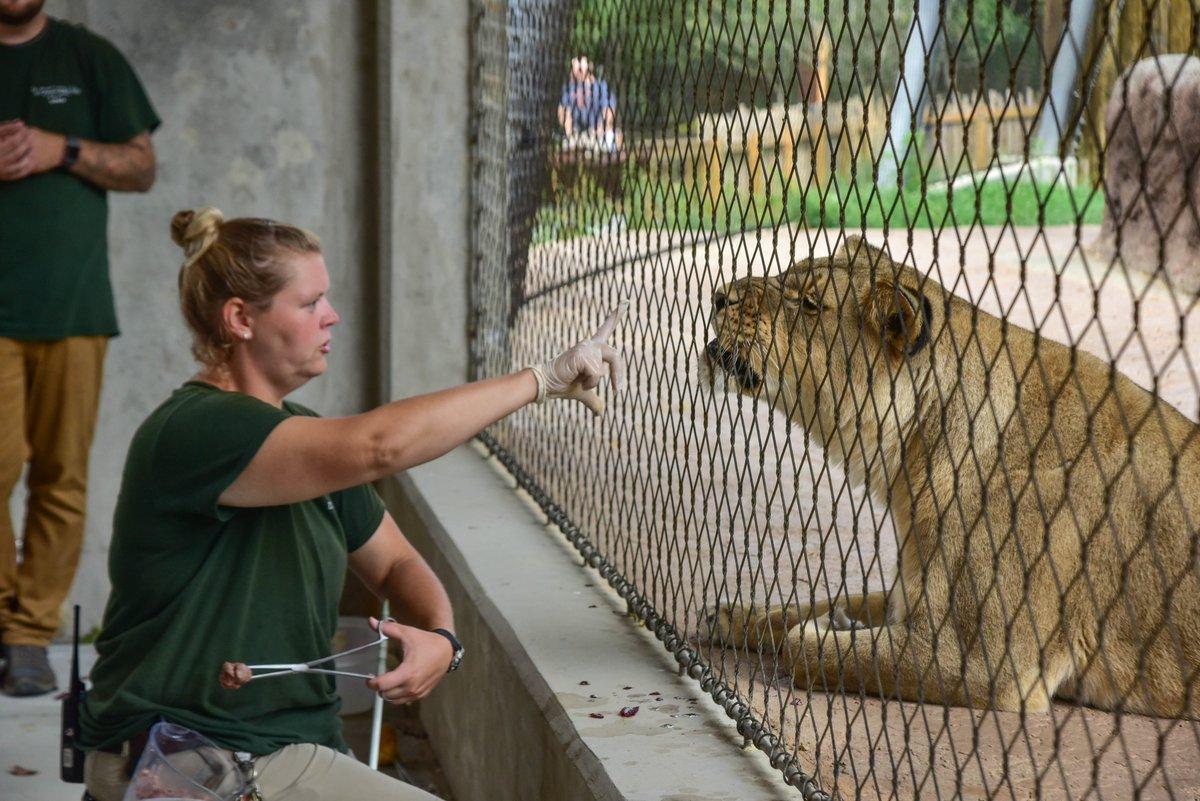 Description Provided by @marylandzoo: 
Keeper training lion